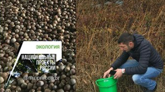 В ГБУ «Каббалклесопитомник» проходит заготовка семян основных лесообразующих пород деревьев