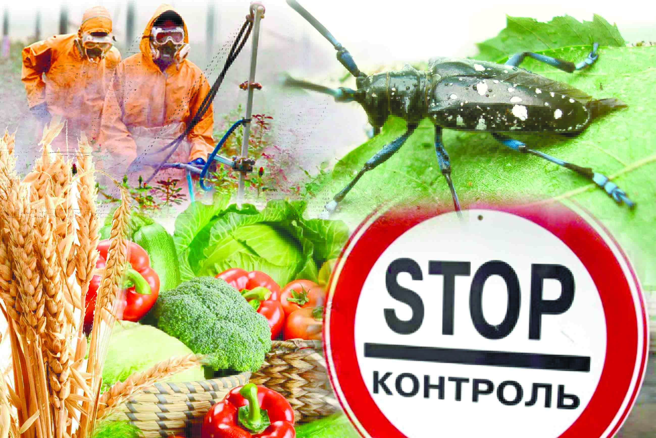 ИНФОРМАЦИЯ  о правилах фитосанитарного  контроля при импорте пшеницы