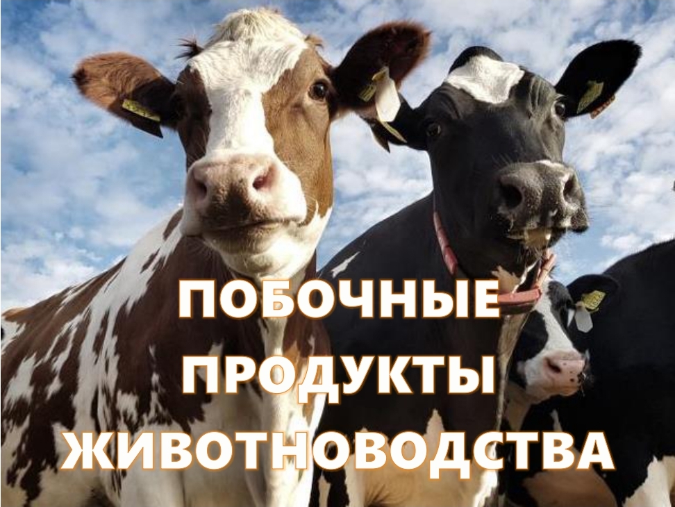 Обращение с побочными продуктами животноводства